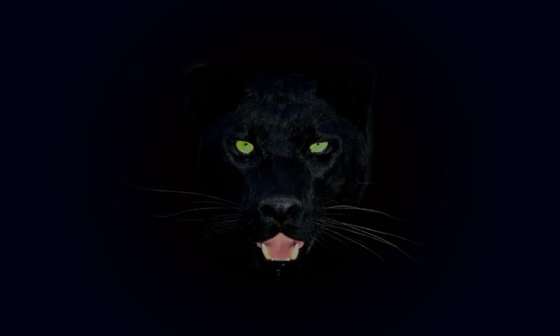 Panther HQFX Wallpaper Desktop