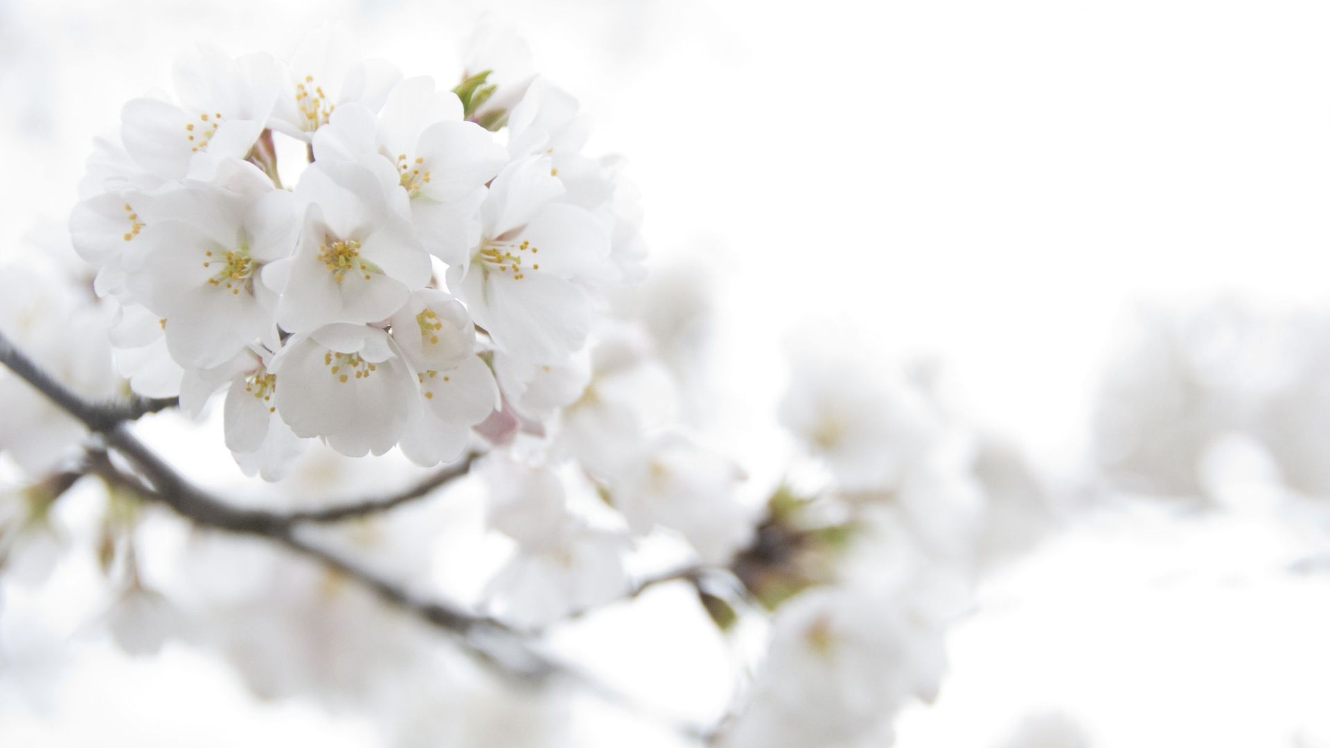 Backgrounds of White Flowers | 1920x1080